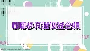 嘟嘟多肉植物鉴合集